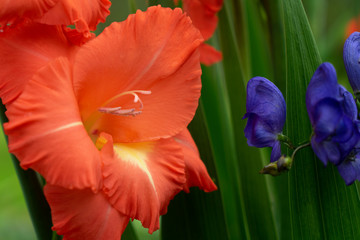 Gladiolus pink delicate flowers with soft focus close up .