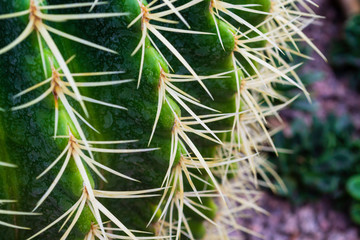 Long sharp spines of a cactus. macro photo