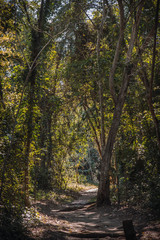 A trail in the Copan Ruinas forest. Honduras