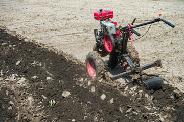 Walk-behind tractor in the garden. Cultivator with plow makes furrow in soil for potato plantation.