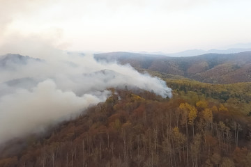Fire in the forest, burning trees and grass. Natural fires