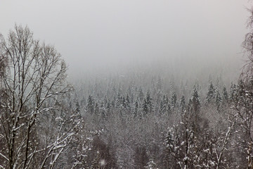 morning in winter forest