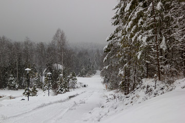 road in winter forest