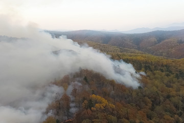 Fire in the forest, burning trees and grass. Natural fires