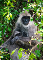 Obraz premium Yala NAtional PArk