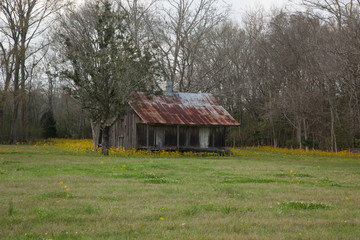 Old Louisiana Slave Quarters with Yellow Flowers