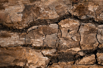 Dry bark tree texture. Eco-raw materials. Selective focus