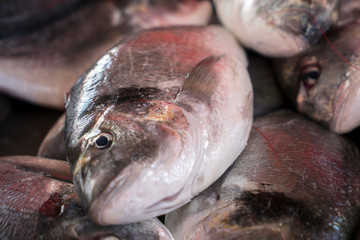 Maltese traditional fish Lampuki at fish market at Marsaxlokk Malta 