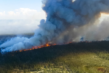 Fire in the forest, burning trees and grass. Natural fires