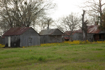 Obraz premium Old Louisiana Slave Quarters with Yellow Flowers
