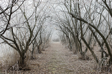 Path through the frosted woods in winter time
