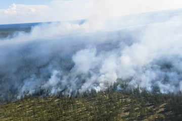 Fire in the forest, burning trees and grass. Natural fires
