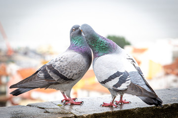 pair of pigeons flirting on the windowsill