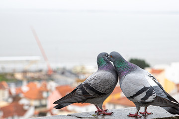 pair of pigeons flirting on the windowsill
