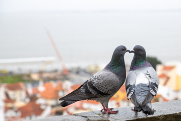 pair of pigeons flirting on the windowsill