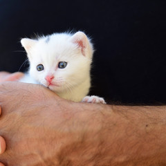 tender and fluffy white kitten nestled in the hands. Concept of protection of the weakest