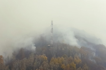 Fire in the forest, burning trees and grass. Natural fires