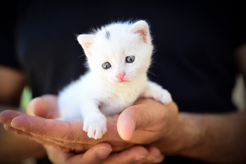 tender and fluffy white kitten nestled in the hands. Concept of protection of the weakest