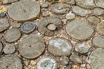 Wooden stumps in natural wooden road surface. Aged trees cut section.