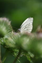 A macro butterfly shot