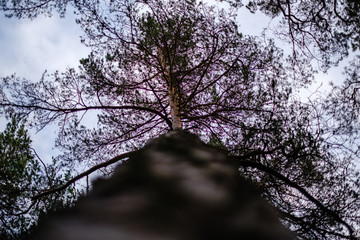 tree trunks in autumn without leaves and shallow depth of field against the sky