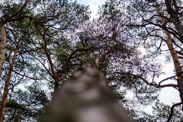 tree trunks in autumn without leaves and shallow depth of field against the sky