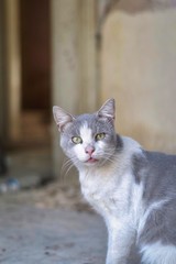 Street cat in Athens