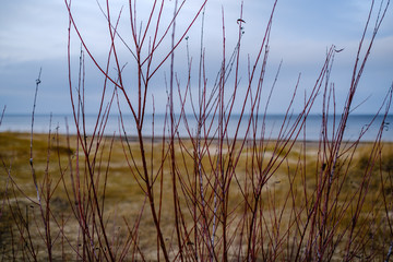 Fototapeta premium empty sea beach in autumn with some bushes and dry grass