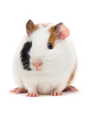 guinea pig looks up on an isolated white background