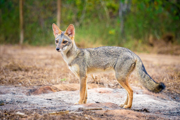 Pretty fox in the forest of Ecuador.