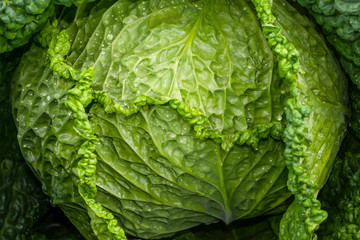 Fototapeta premium Savoy cabbage (Brassica oleracea var. sabauda). Family: Brassicaceae.