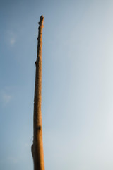 Wood stick against the sky