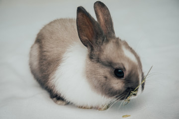 little bunny eating green grass