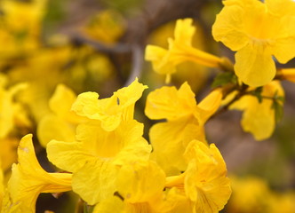 yellow flowers in garden