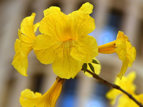 Gelbe Bl&uuml;ten der Weigelie
