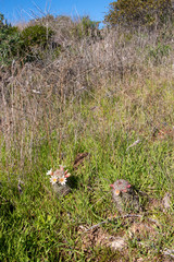 Mammillaria dioica or Strawberry cactus, flowering in the wild