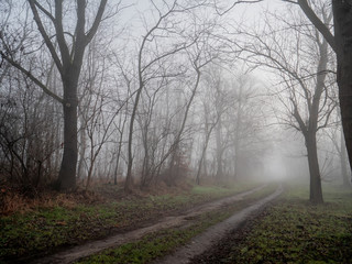 Country ground road in fog time in december