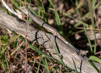 Bagrada bug is a threat to crucifers crops and for wild species of america