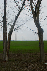 Trees and poles in the field
