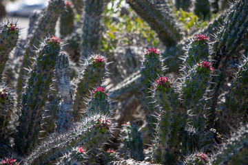 Stenocereus gummosus or Sour Pitaya guarding the entrance of Ensenada