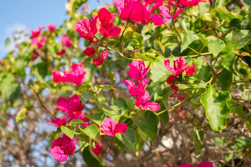 red flowers in the garden