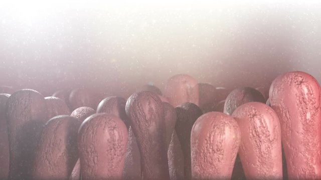 Intestinal Villi Background