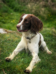 english springer spaniel