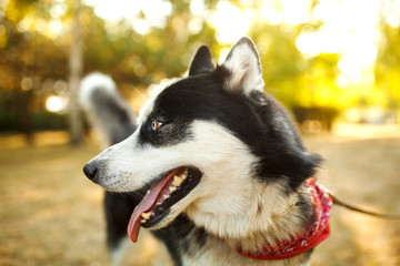 Portrait of gorgeous dog breeds husky in summer day