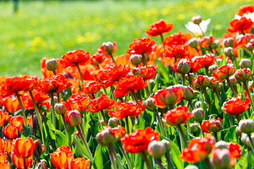 Field of red tulips with selective focus. Spring, floral background. Garden with flowers. Natural blooming.