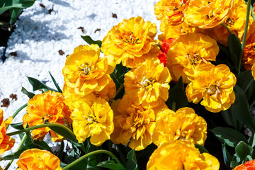 Field of yellow tulips with selective focus. Spring, floral background. Garden with flowers. Natural blooming.	