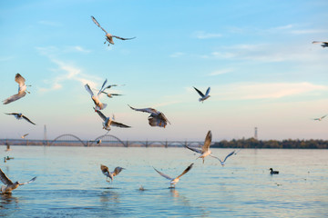A flock of seagulls on the banks of the city river.
