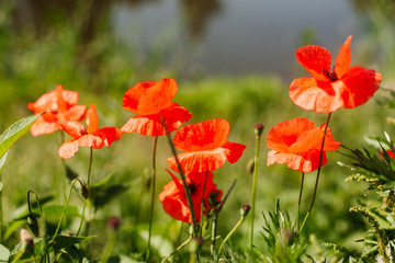 Poppy flowers in the field on a sunny summer day