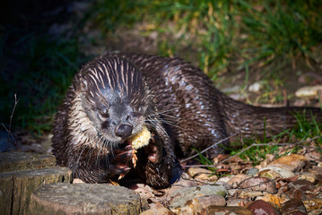 European Otter (Lutra Lutra) Feeding