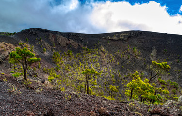 Alberi nel vulcano